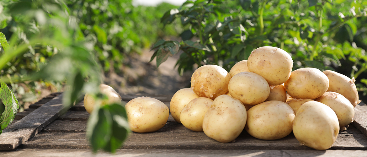 Potatis på hög i landet